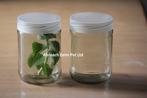 520 ml Tissue Culture glass Jar